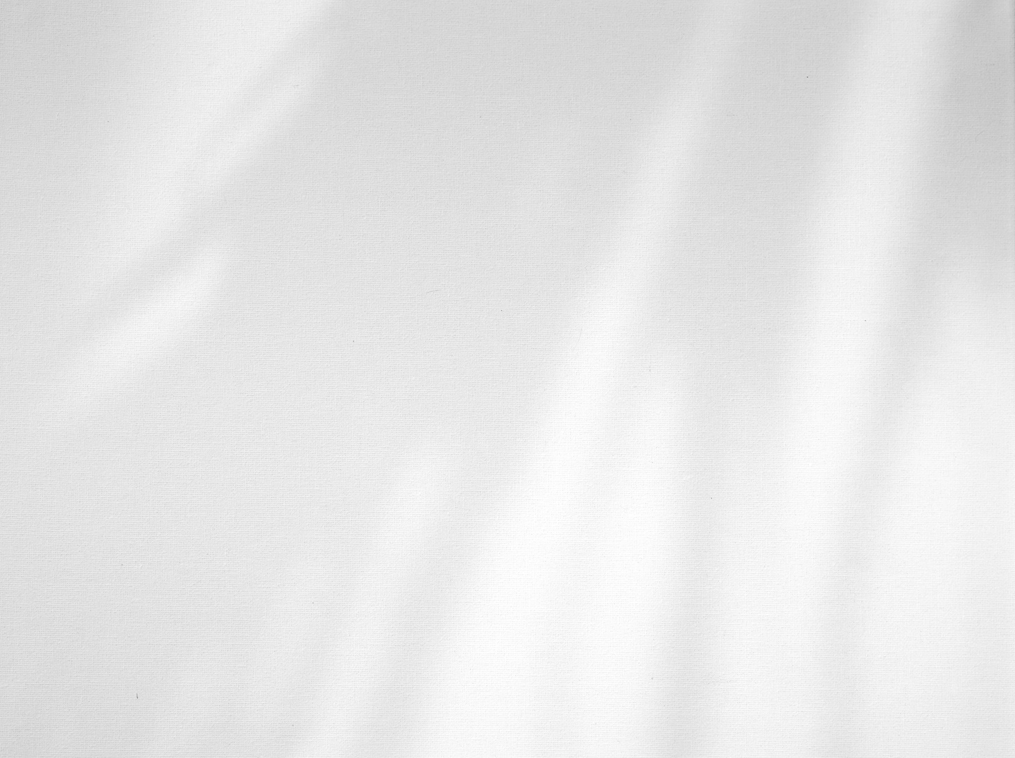 Shadow of Palm Leaves on White background